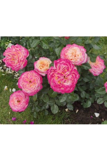 Hybrid tea rose Kordes Jubilee